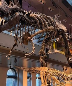 Los Angeles Natural History Museum Tickets